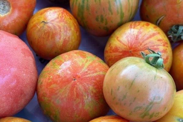 A picture featuring colorful tomatoes