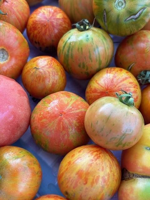 A picture featuring colorful tomatoes
